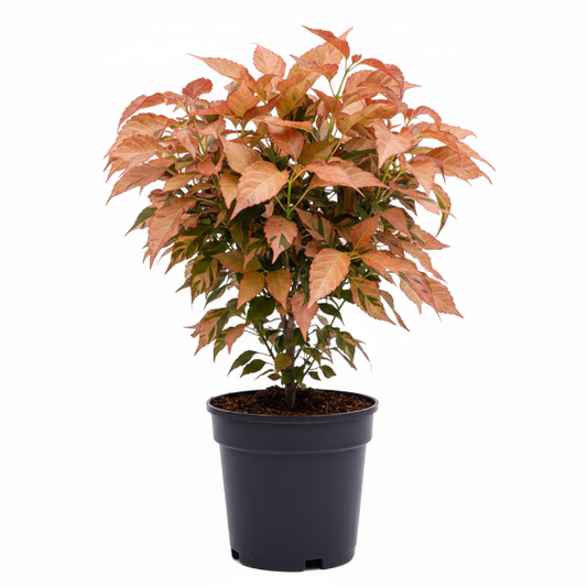 Acalypha wilkesiana, Copper Leaf – image 1
