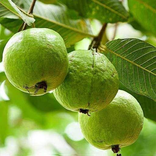 Guava Tree, Psidium Guajava – image 3