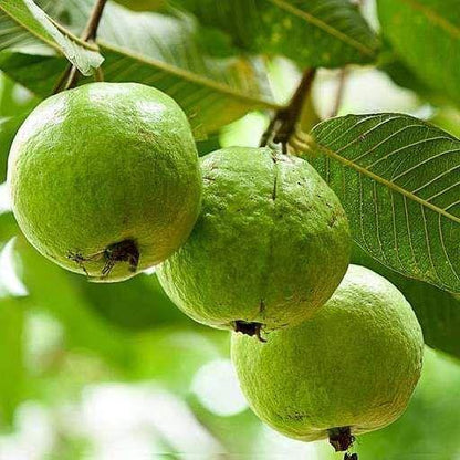 Guava Tree, Psidium Guajava – image 3