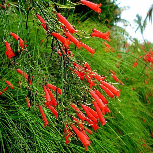 Russelia Equisetiformis, Coral Plant, Firecracker Plant – image 4