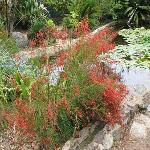 Russelia Equisetiformis, Coral Plant, Firecracker Plant – image 5