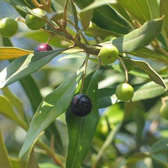 Olea Europaea , Olive Tree, Conical Shape – image 3