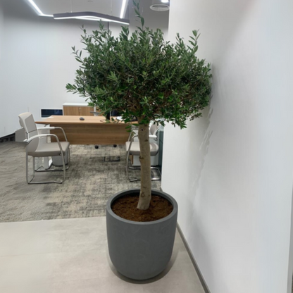 Olive Tree (Olea europaea) - product image 4