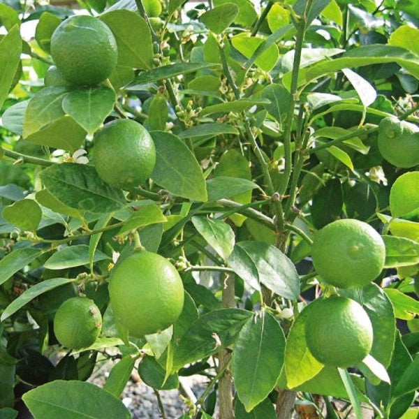 Citrus Aurantifolia, Citrus Omani – image 3