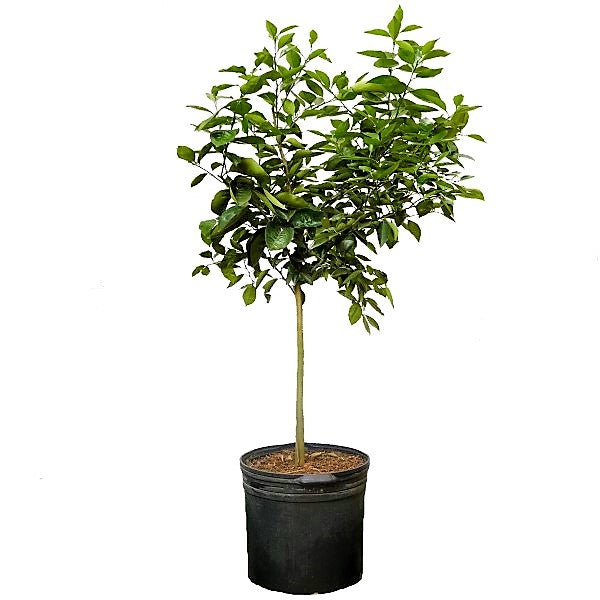 Citrus orange, Orange Tree – image 5