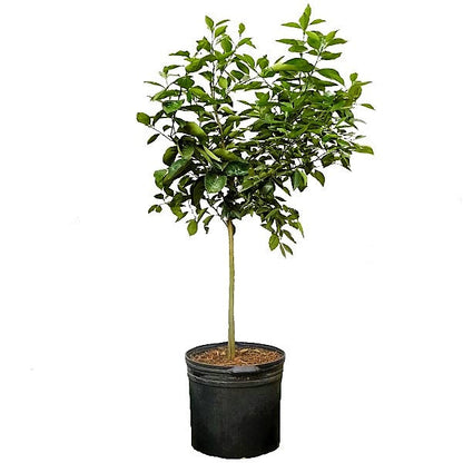 Citrus orange, Orange Tree – image 5