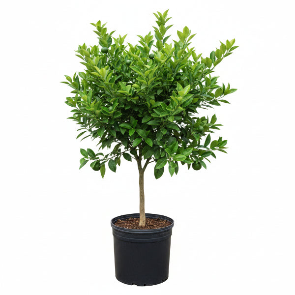Citrus orange, Abu Surra, Orange Tree – image 1