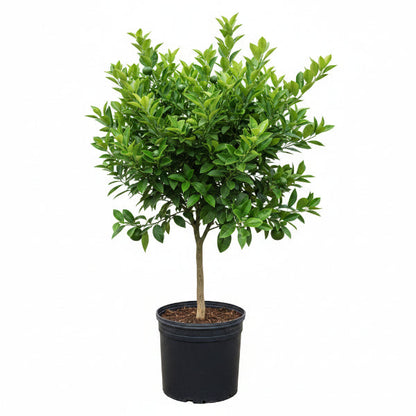 Citrus orange, Abu Surra, Orange Tree – image 1