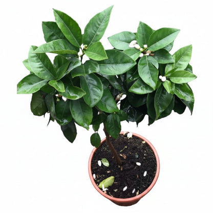 Citrus orange, Sinensis Spain – image 3