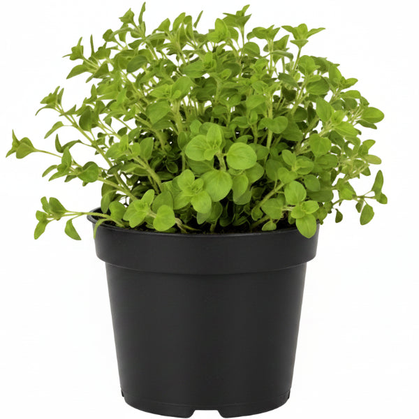 Oregano Herb, Origanum Vulgare – image 3