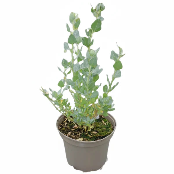 Atriplex halimus, Salt Bush – image 2