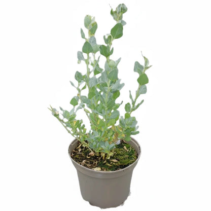Atriplex halimus, Salt Bush – image 2