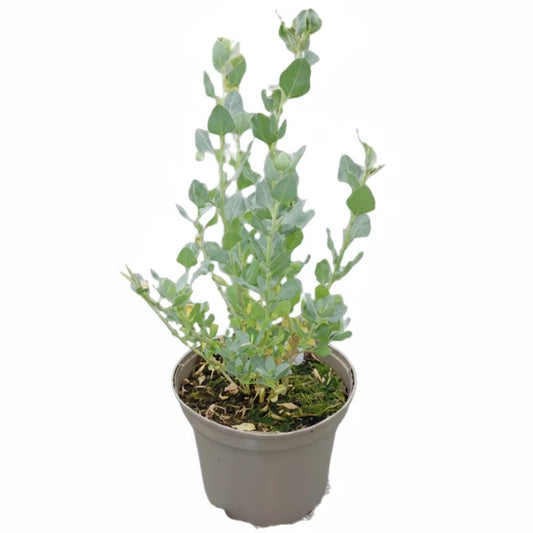 Atriplex halimus, Salt Bush – image 2
