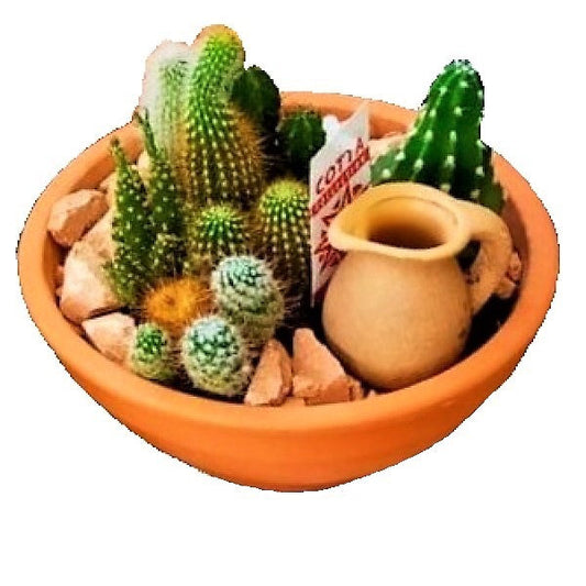 Cactus Outdoor – image 2