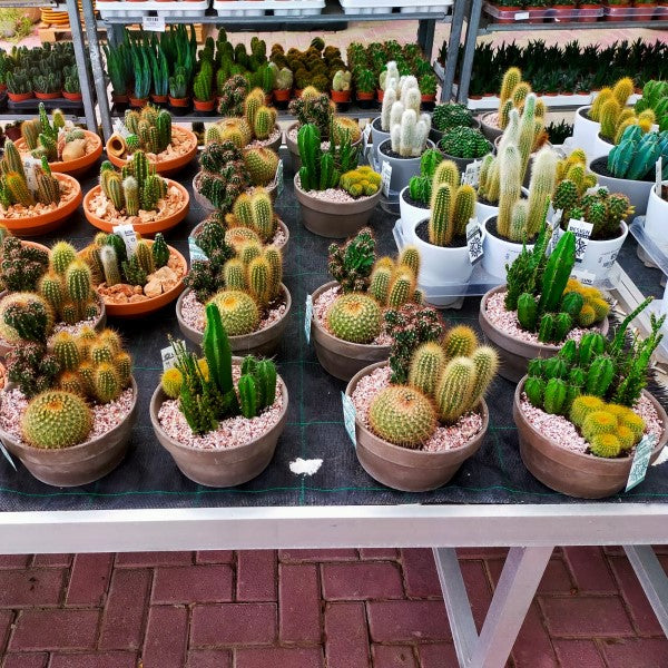 Cactus Outdoor – image 5