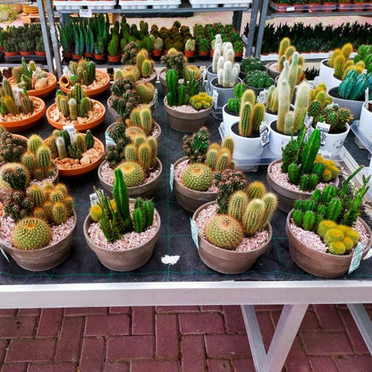 Cactus Outdoor – image 5