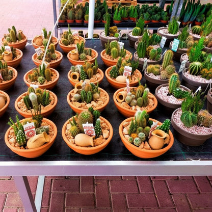 Cactus Outdoor – image 6
