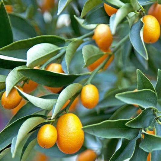 Fortunella margarita, Kumquat – image 2
