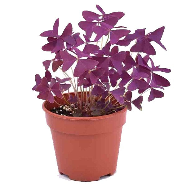 Oxalis Triangularis, Love Plant, Purple Shamrock – image 3