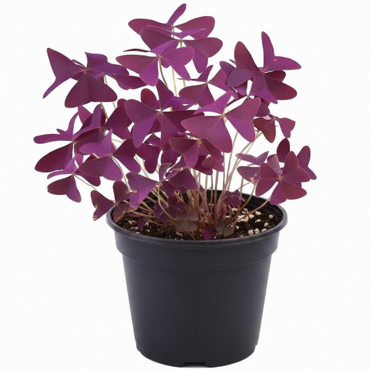 Oxalis Triangularis, Love Plant, Purple Shamrock – image 1