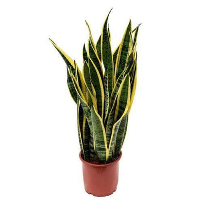 Sansevieria Trifasciata, Superba, Snake Plant, Outdoor – image 1