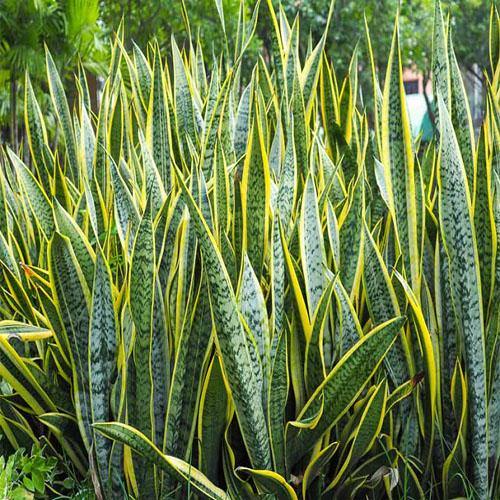 Sansevieria Trifasciata, Superba, Snake Plant, Outdoor – image 6