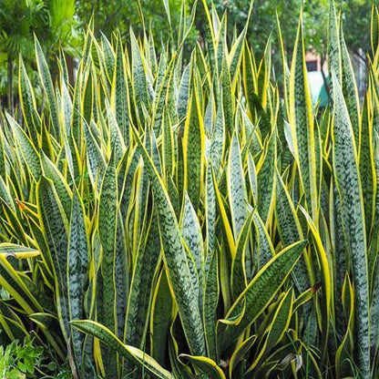 Sansevieria Trifasciata, Superba, Snake Plant, Outdoor – image 6