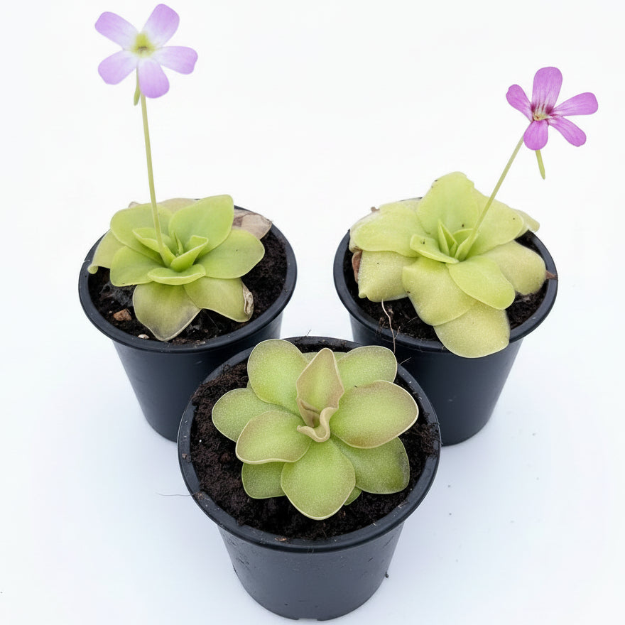 Butterworts , Sarracenia pinguicula – image 4