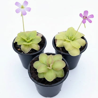 Butterworts , Sarracenia pinguicula – image 4