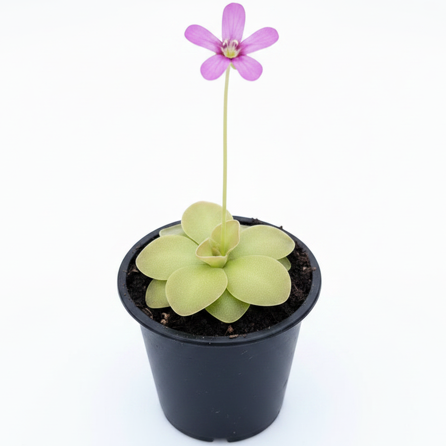 Butterworts , Sarracenia pinguicula – image 6