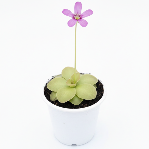 Butterworts , Sarracenia pinguicula – image 3