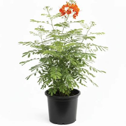 Caesalpinia pulcherrima, Peacock Flower – image 1