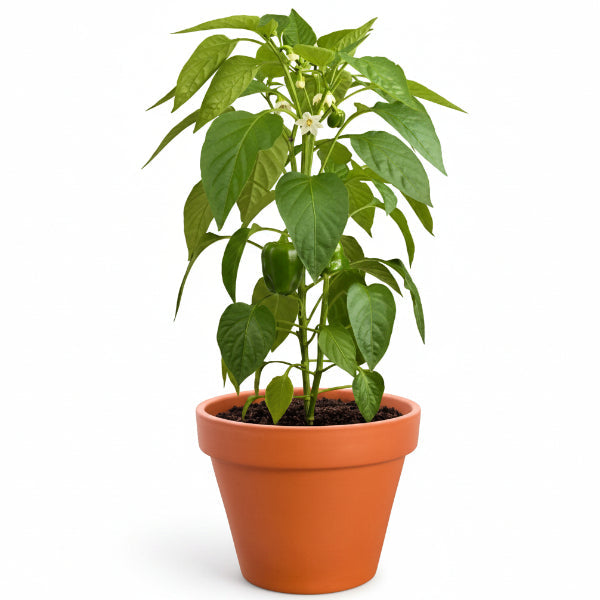 Capsicum Plant, Bell Pepper, Red Pepper – image 1