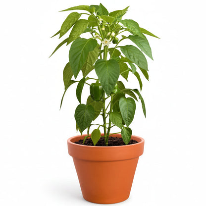 Capsicum Plant, Bell Pepper, Red Pepper – image 1