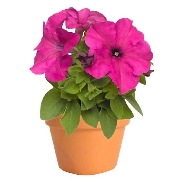 Petunia, Petunias (small) – image 1