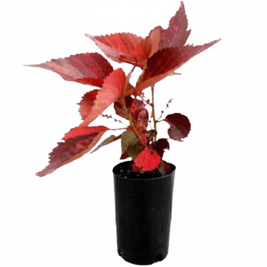 Acalypha wilkesiana, Copper Leaf – image 2