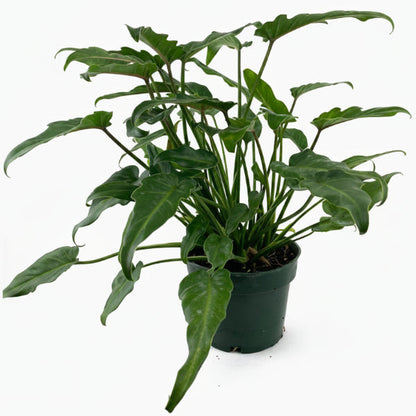 Philodendron xanadu – image 8