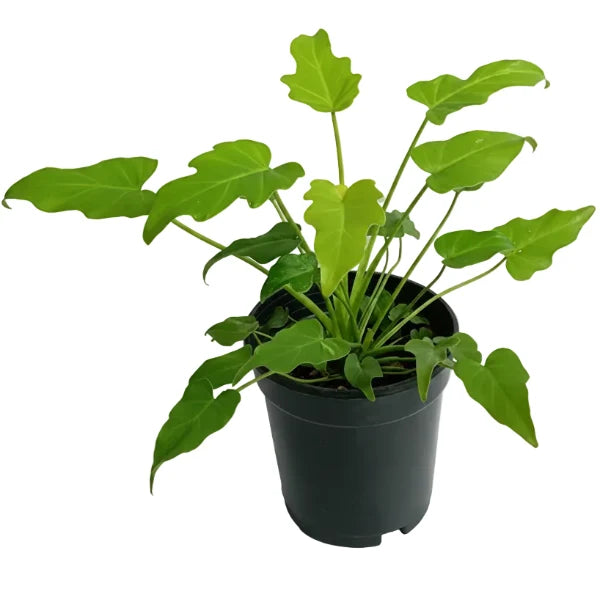 Philodendron xanadu – image 4