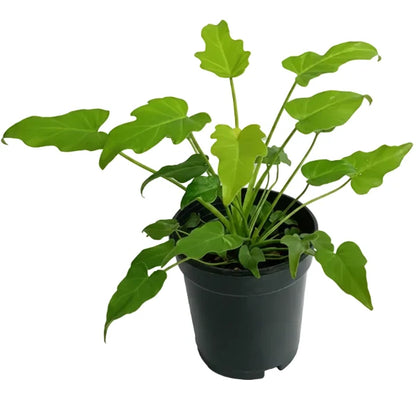 Philodendron xanadu – image 4