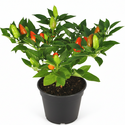 Ornamental pepper plant – image 1