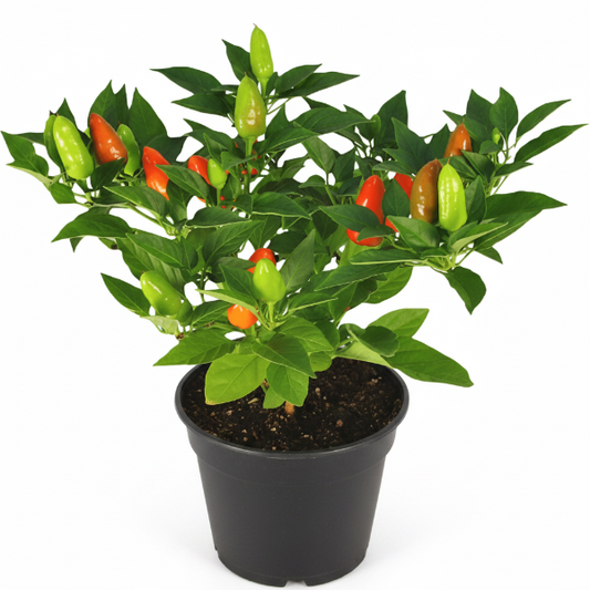 Ornamental pepper plant – image 1