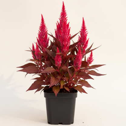 Red Amaranth, Amaranthus Cruentus – image 4