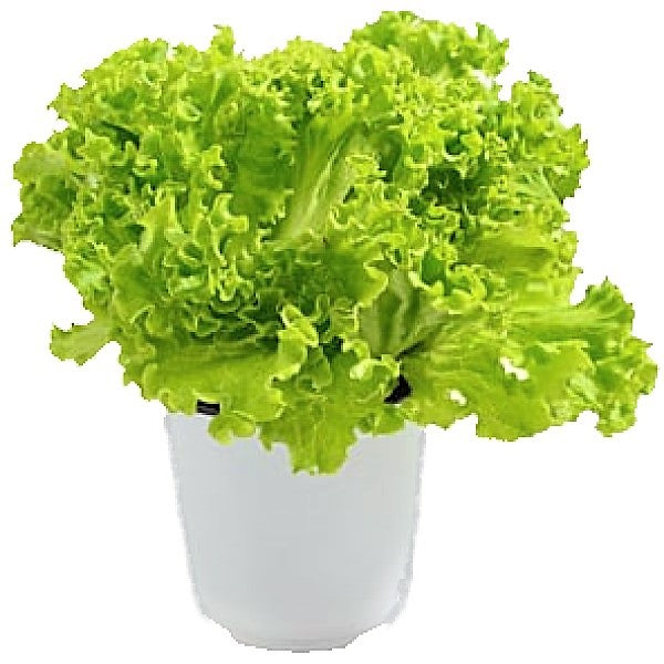 Lettuce, Lactuca Sativa – image 4