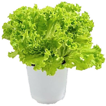 Lettuce, Lactuca Sativa – image 4