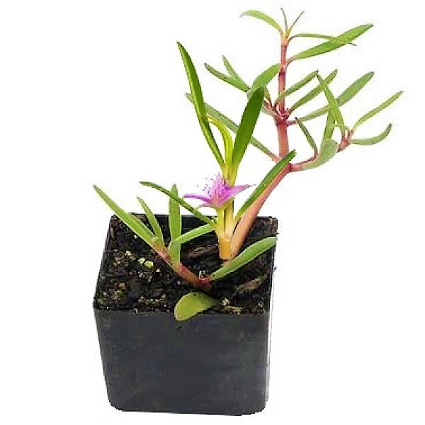 Sesuvium Portulacastrum, Shoreline Seapurslane (small) – image 1