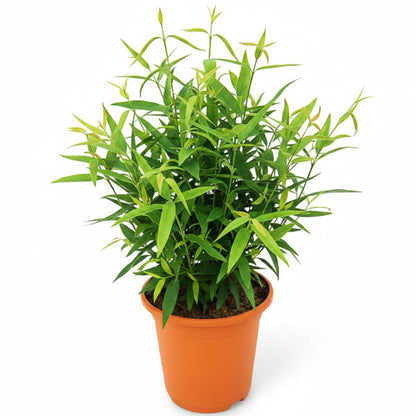 Miswak Plant, Salvadora persica, Toothbrush Tree – image 1