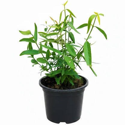 Miswak Plant, Salvadora persica, Toothbrush Tree – image 5