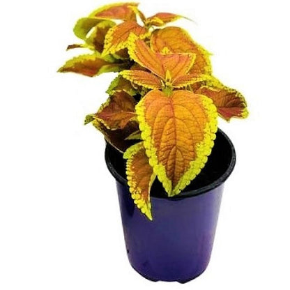 Coleus Mix per piece (small) – image 7