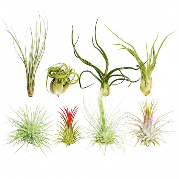 Air Plant, Tillandsia, – image 1