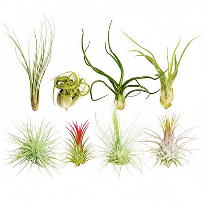 Air Plant, Tillandsia, – image 1